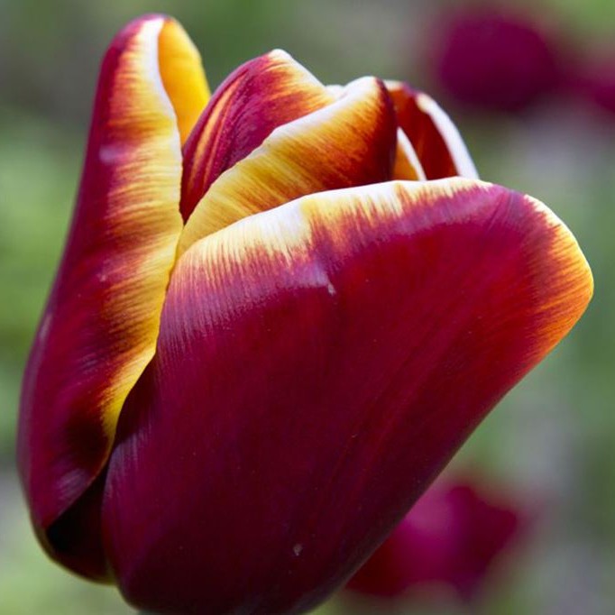 Tulipa Abu Hassan