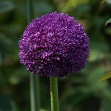 Allium Ambassador