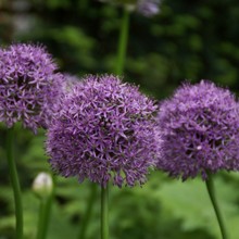 Allium Gladiator