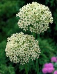 Allium Nigrum