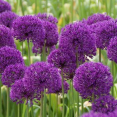 Allium aflatunese Purple Sensation