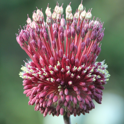 Allium amethystinum Red Mohican