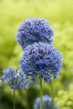 Allium Azureum