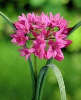 Allium Oreophilum