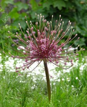 Allium Schubertii