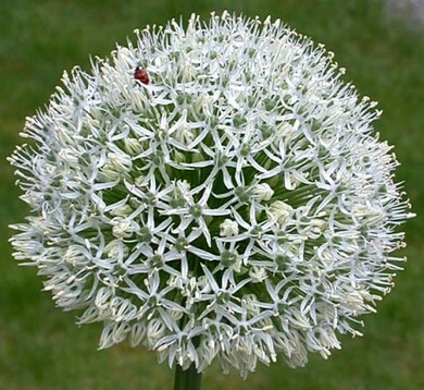 Allium stipitatum Mount Everest