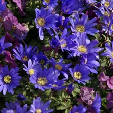 Anemone blanda Blue Shades