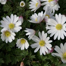 Anemone blanda White Splendour