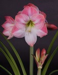 Amaryllis hippeastrum Apple Blossom