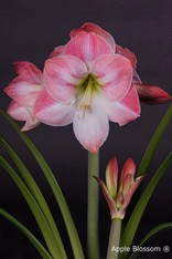 Amaryllis hippeastrum Apple Blossom