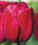 Tulipa Attila Graffity
