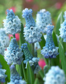 Muscari armeniacum Azureum