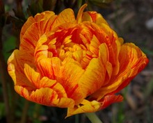 Tulipani Double Beauty of Apeldoorn