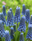 Muscari aucheri Blue Magic