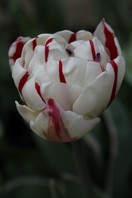 Tulipani Carnaval de Nice