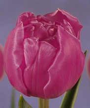 Tulipani Chato