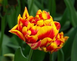 Tulipani Cilesta