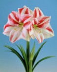 Amaryllis hippeastrum Clown