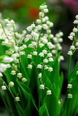 Convallaria Majalis