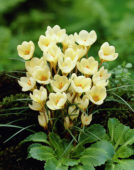 Crochi chrysanthus Cream Beauty