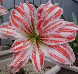 Amaryllis hippeastrum Dancing Queen