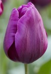 Tulipa Deep Purple Rock