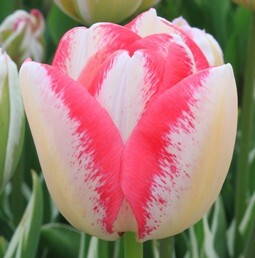 Tulipa Del Piero