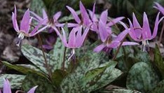 Erythronium dens canis mixed