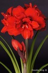 Amaryllis hippeastrum Double King