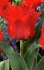 Tulipani Double Red Riding Hood