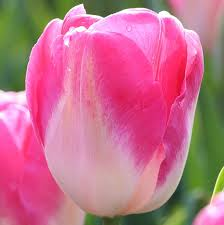 Tulipani Dynasty