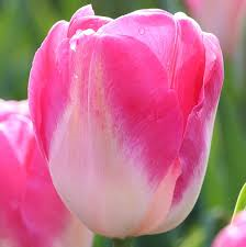 Tulipa Dynasty