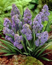 Muscari armeniacum Fantasy Creation