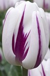 Tulipa Flaming Flag