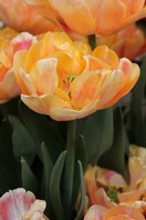 Tulipani Foxtrot