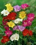 Freesia semplice MIXED