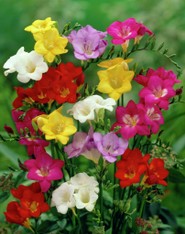 Freesia semplice MIXED