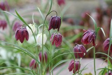 Fritillaria Meleagris