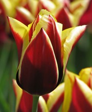 Tulipa Gavota