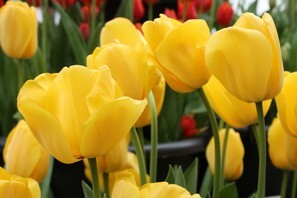 Tulipa Golden Parade