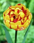 Tulipani Golden Nizza