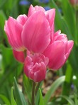 Tulipa Happy Family