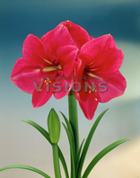 Amaryllis hippeastrum Hercules