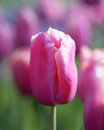 Tulipa Holland Beauty