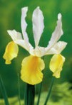 Iris olandese Apollo
