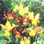 Iris olandese Mahogany Mix