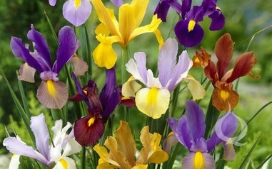 Iris olandese MIXED