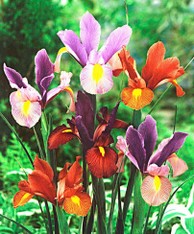 Iris olandese Tiger Striped MIXED