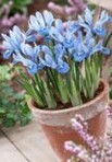 Iris Reticulata Alida