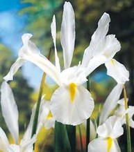 Iris olandese White van Vliet